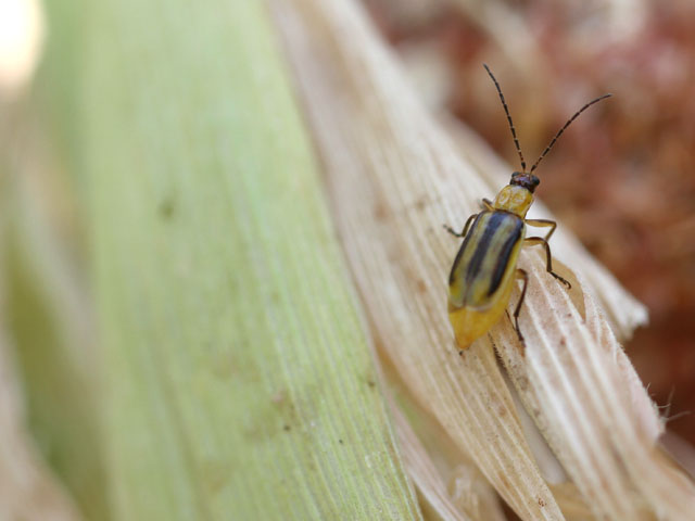 With no major changes to Bt rootworm management by farmers or industry, resistance to pyramided Bt corn hybrids has worsened in the past few years. (DTN photo by Pamela Smith) 